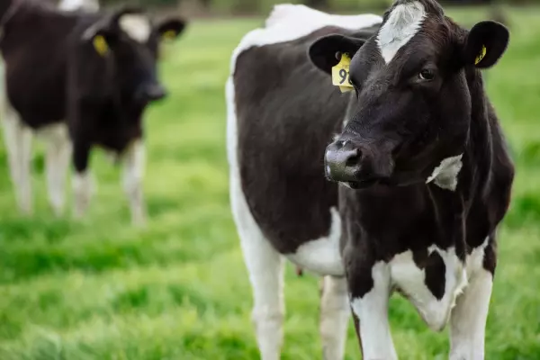Fonterra's milk price will put farmers under pressure