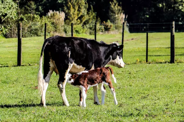 Reverse Fonterra favouritism, says Productivity Commission