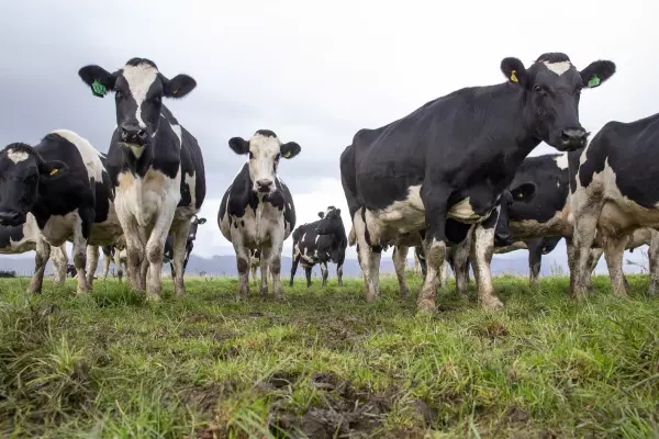 Global dairy prices soar as tight supply boosts demand