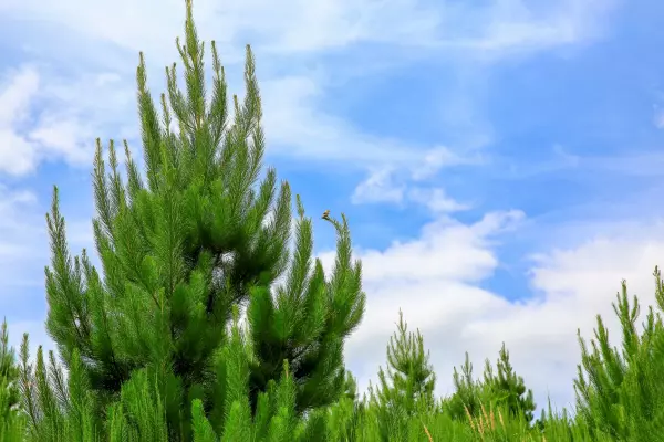Foresta's plan is no fairy tale
