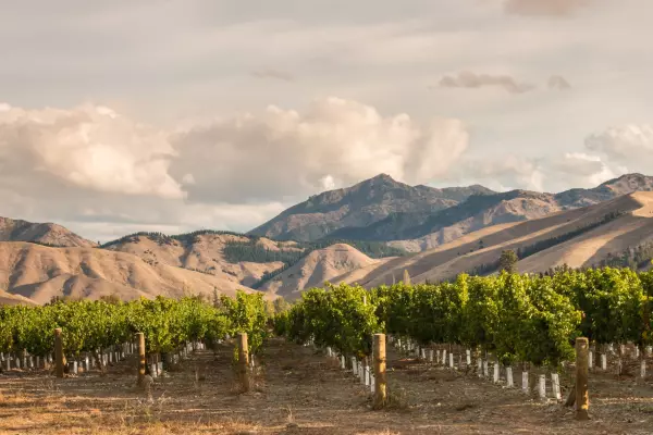Treasury Wine Estates tapping new growers to sate thirsty sav drinkers