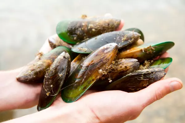 Talley’s scoops up Kono mussels
