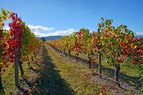Booster’s listed property fund pops cork over Marlborough vineyard uplift