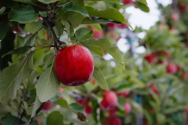 T&G Global’s apple strategy just about to bear fruit