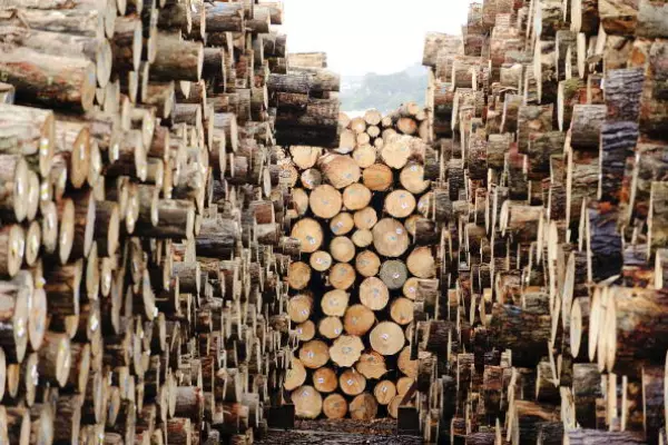 Forestry company in liquidation