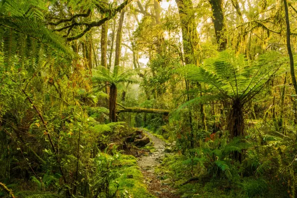 Multibillion-dollar plan to restore native forests