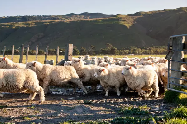 NZ's struggling lamb prices could benefit from wet Aussie summer