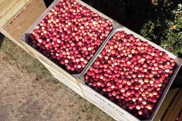 Apple and pear yield down 33% in Hawke's Bay