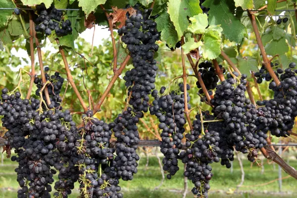 Tough season for Terra Vitae Vineyards
