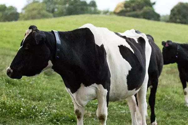 Generate put $10m into cow firm Halter