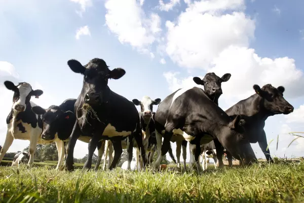 'Atkins diet' bad for NZ cows and the planet, says group