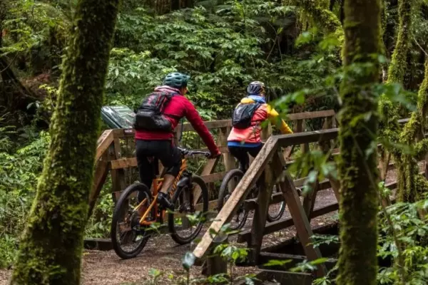 Review: The Pureora Timber Trail is a magical adventure