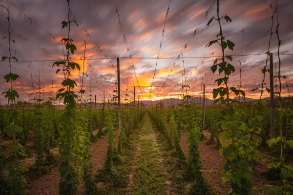 The Zespri effect: Has NZ's hops industry found its Sungold?