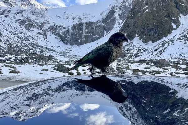 A kea tried to eat our review car