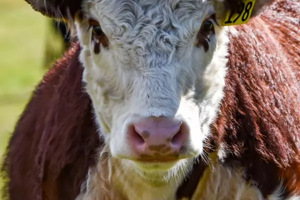 Modern tools used for 'environmentally friendly, tasty' beef herds