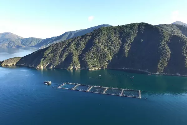 King Salmon slashes earnings guidance
