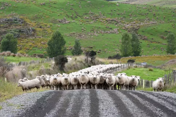 Pāmu says 22 farms damaged by storms