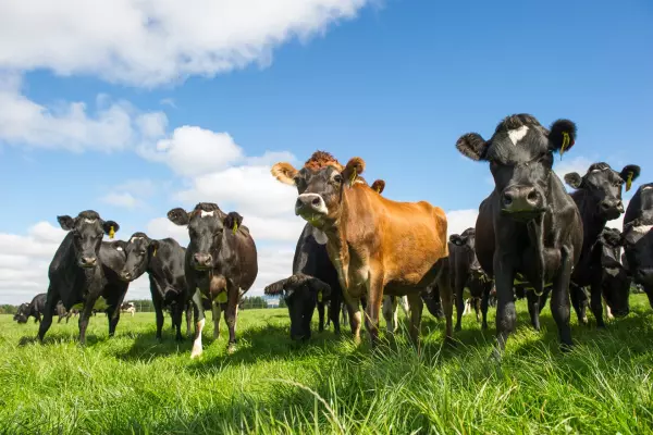 Race on to reduce emissions from New Zealand livestock