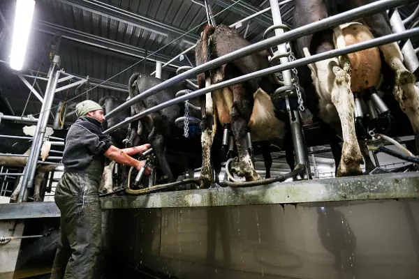 Olam plans to build dairy plant in South Waikato
