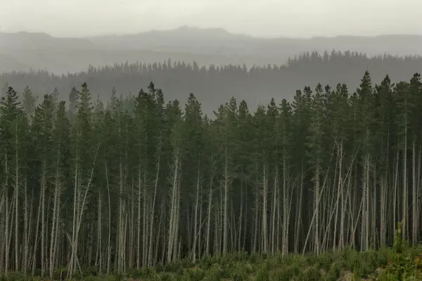 ‘Addicted to offsetting’: Carbon farming a poisoned chalice