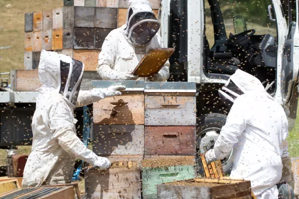 Honey sector gets $309k boost for industry overhaul
