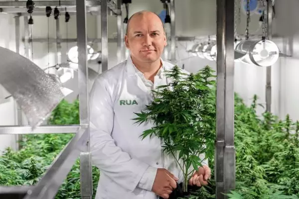 BRIAN GAYNOR: Cannabis companies on massive highs