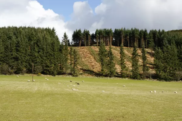 Turf war: Sheep vs forestry