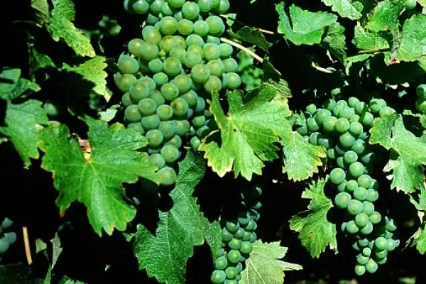 Winely goes into liquidation owing $2.2m