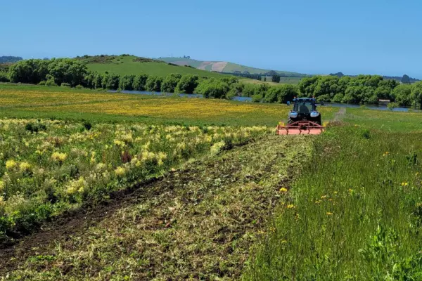 Troubled farm takes councillor to tribunal for dug-up broccoli