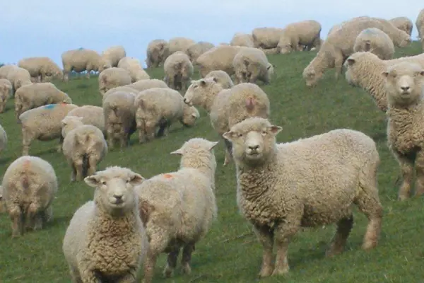 $10.4m project aims for wool industry revival