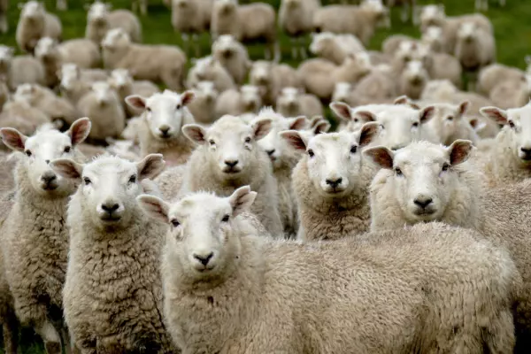 Two sheep health products banned in NZ