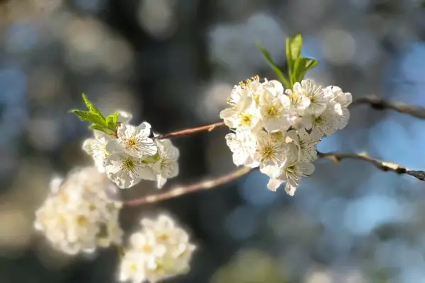 No spring in the kiwi's step