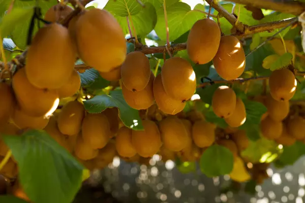 Zespri prepared to put up a fight over lookalike variety