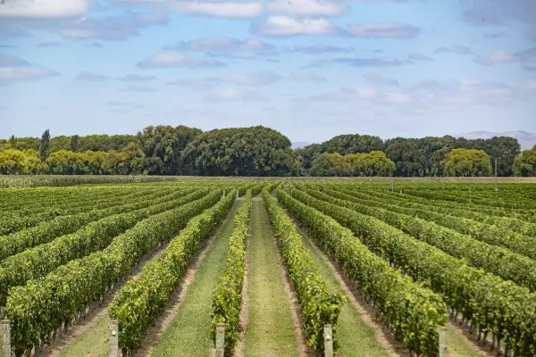 Gene sequencing technology on track for routine agriculture use