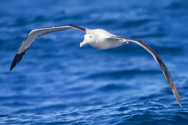 Bird flu threatens home of wandering albatrosses