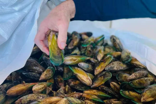 Govt-backed mussel farm seeks further $12m