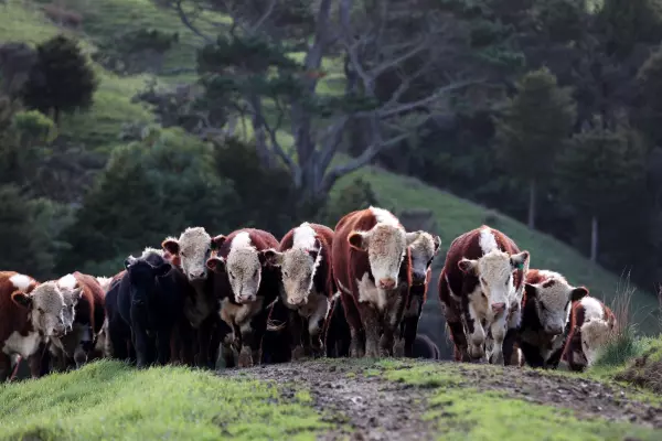 NZ commodity prices gained 15% in 2024