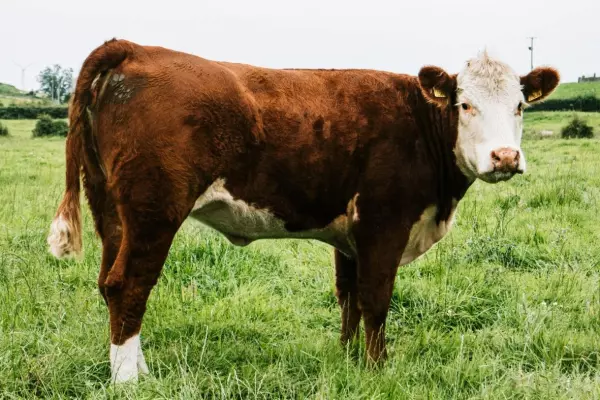 NZ beef exports set to rise
