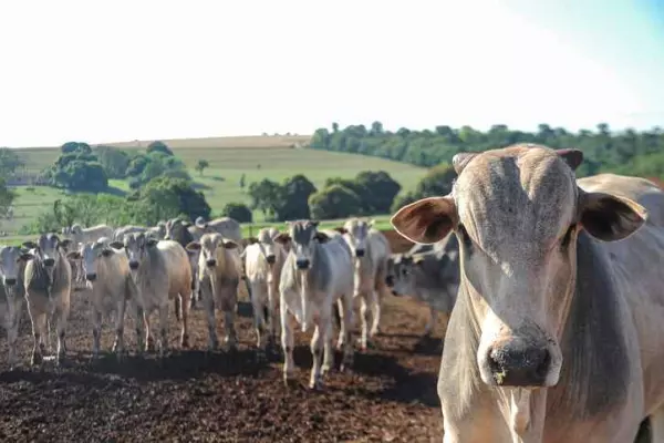 Beefed-up tariffs on Brazil no threat to NZ’s pricing