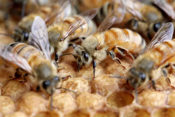 NZ stocks take Wall Street lead to end down 1%