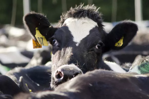 Dairy prices fall 1.4% at first 2025 auction