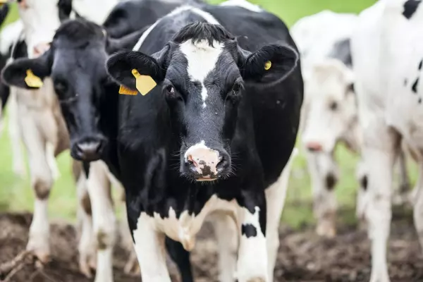 NZ milk production isn't flat-lining or declining – yet