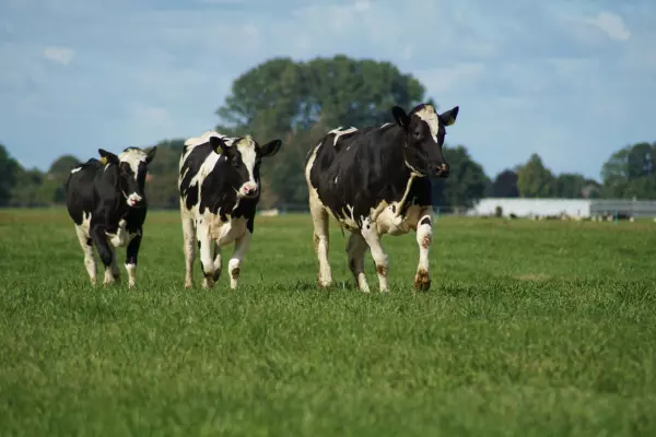 Gross emissions down slightly on reduced farm activity