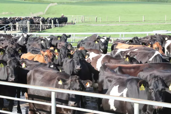 Dairy prices to hold firm, but geopolitical environment casting a shadow