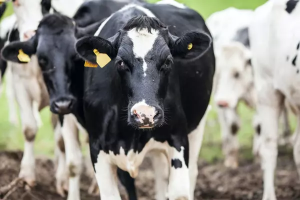 Chinese demand sees dairy prices hit 7-year high