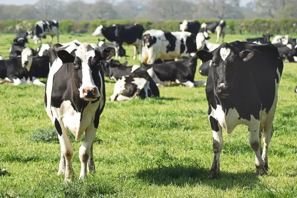 NZ to ban live animal exports from 2023