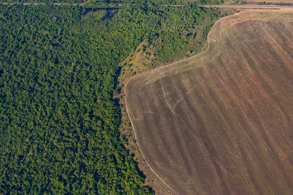 Surge in KiwiSaver investments linked to deforestation