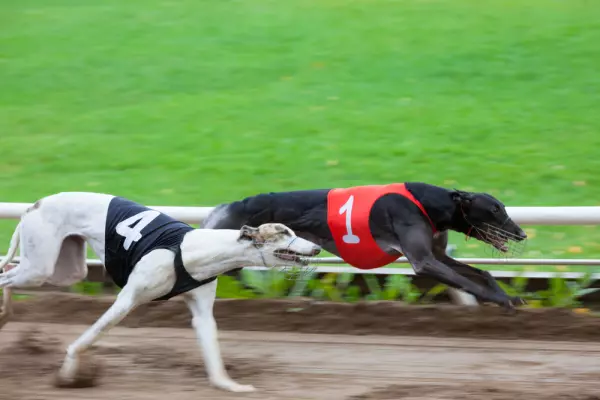 Greyhound report hasn't made it to cabinet yet