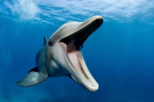 Fisheries bill: revenge of the dolphins?