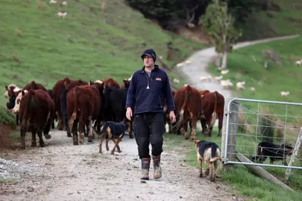 Rising milk price buoys NZ Rural Land Co outlook